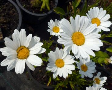 Kopretina největší 'Silver Moon'