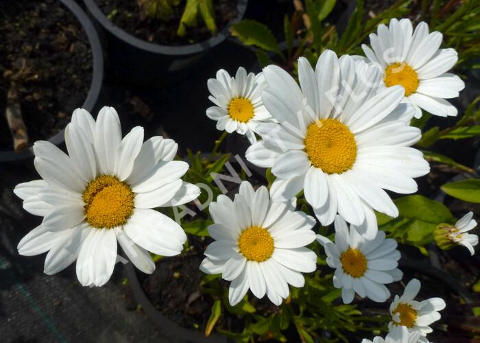 Kopretina největší 'Silver Moon' - Leucanthemum maximum 'Silver Moon'