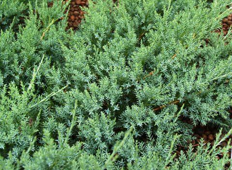 Jalovec polehlý 'Agnieszka' - Juniperus horizontalis 'Agnieszka'