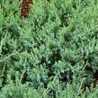 Jalovec polehlý 'Agnieszka' - Juniperus horizontalis 'Agnieszka'