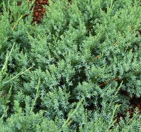 Jalovec polehlý 'Agnieszka' - Juniperus horizontalis 'Agnieszka'