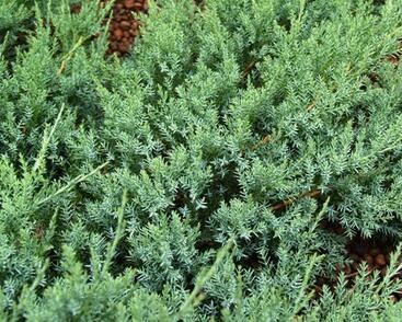 Jalovec polehlý 'Agnieszka'