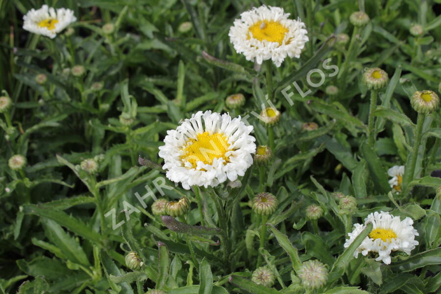 Kopretina největší 'Real Neat' - Leucanthemum maximum 'Real Neat'