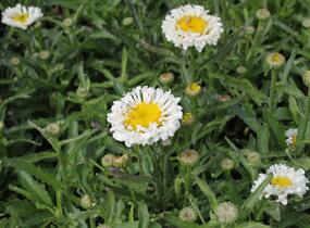 Kopretina největší 'Real Neat' - Leucanthemum maximum 'Real Neat'