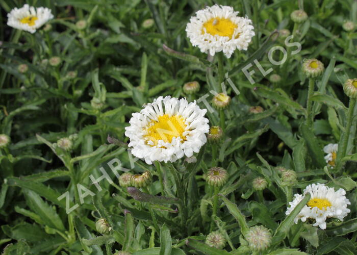 Kopretina největší 'Real Neat' - Leucanthemum maximum 'Real Neat'