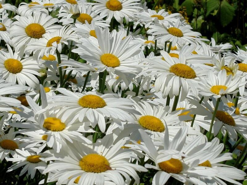 Kopretina nejvetší 'Brightside' - Leucanthemum maximum 'Brightside'