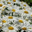 Kopretina nejvetší 'Brightside' - Leucanthemum maximum 'Brightside'