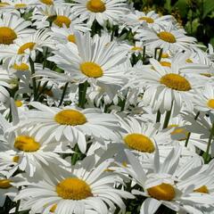 Kopretina nejvetší 'Brightside' - Leucanthemum maximum 'Brightside'