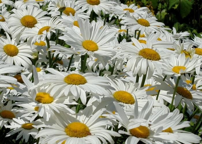 Kopretina nejvetší 'Brightside' - Leucanthemum maximum 'Brightside'