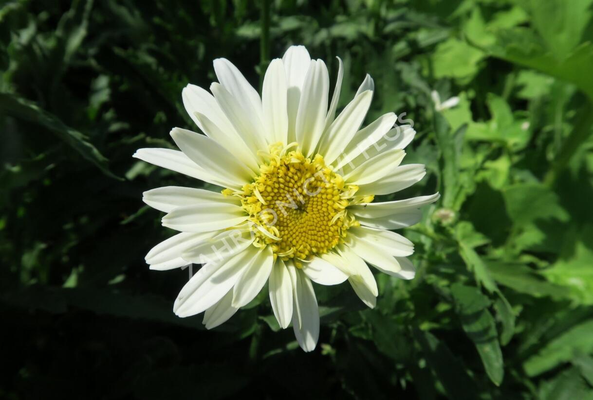 Kopretina největší 'Real Glory' - Leucanthemum maximum 'Real Glory'