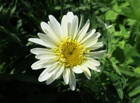 Kopretina největší 'Real Glory' - Leucanthemum maximum 'Real Glory'
