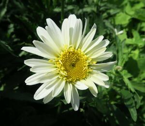 Kopretina největší 'Real Glory' - Leucanthemum maximum 'Real Glory'
