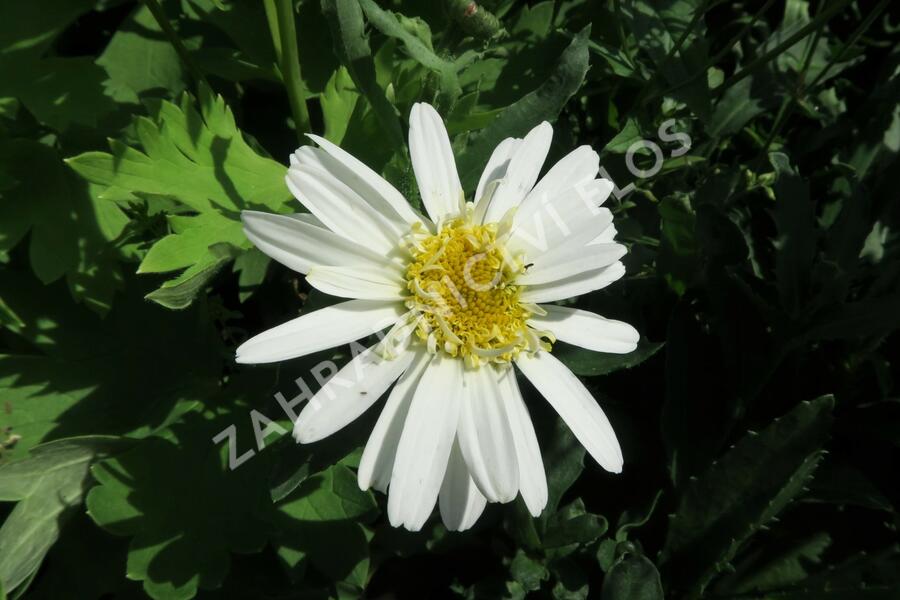 Kopretina největší 'Real Glory' - Leucanthemum maximum 'Real Glory'
