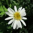 Kopretina největší 'Real Glory' - Leucanthemum maximum 'Real Glory'