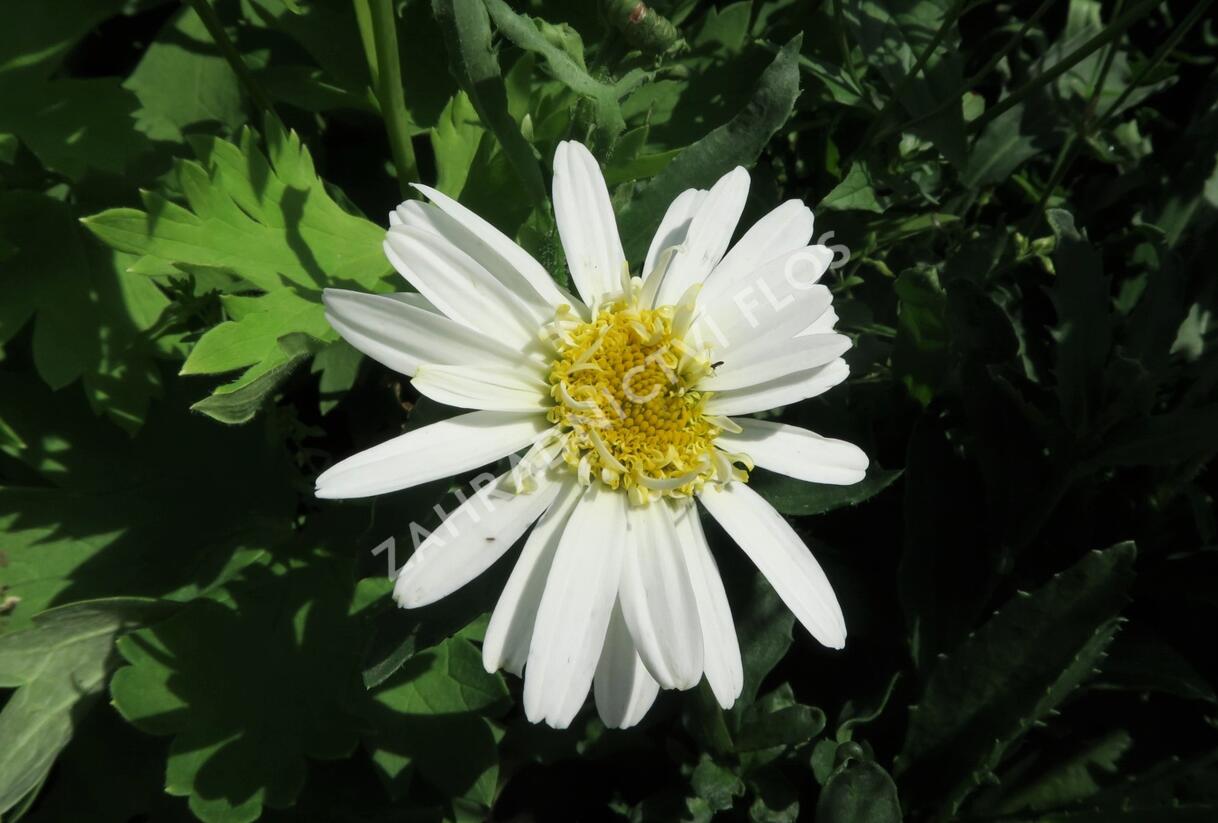 Kopretina největší 'Real Glory' - Leucanthemum maximum 'Real Glory'
