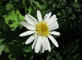 Kopretina největší 'Real Glory' - Leucanthemum maximum 'Real Glory'