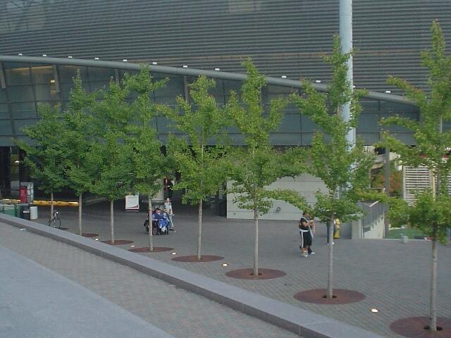 Jinan dvoulaločný 'Princeton Sentry' - Ginkgo biloba 'Princeton Sentry'