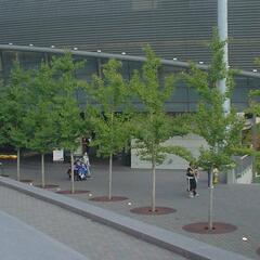 Jinan dvoulaločný 'Princeton Sentry' - Ginkgo biloba 'Princeton Sentry'