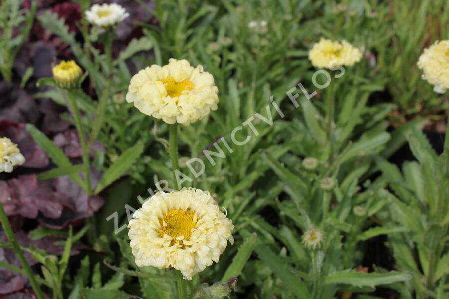 Kopretina největší 'Real Dream' - Leucanthemum maximum 'Real Dream'