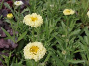 Kopretina největší 'Real Dream' - Leucanthemum maximum 'Real Dream'