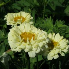 Kopretina největší 'Real Dream' - Leucanthemum maximum 'Real Dream'