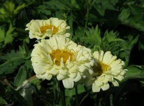 Kopretina největší 'Real Dream' - Leucanthemum maximum 'Real Dream'