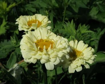 Kopretina největší 'Real Dream'