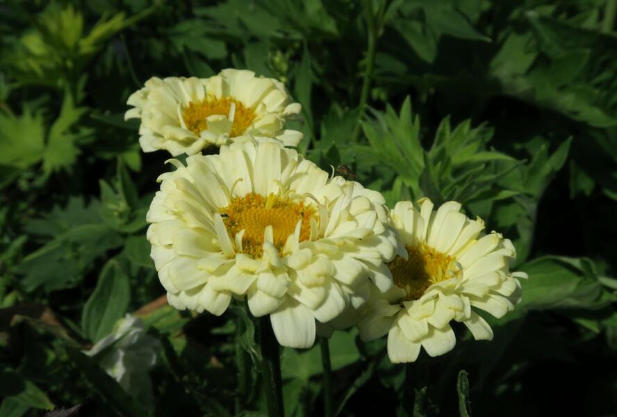 Kopretina největší 'Real Dream' - Leucanthemum maximum 'Real Dream'