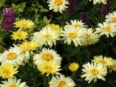 Kopretina největší 'Goldfinch' - Leucanthemum maximum 'Goldfinch'