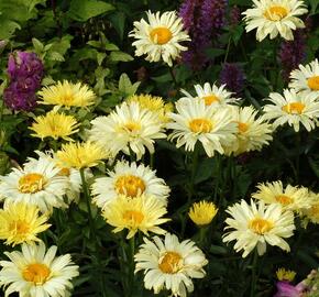 Kopretina největší 'Goldfinch' - Leucanthemum maximum 'Goldfinch'