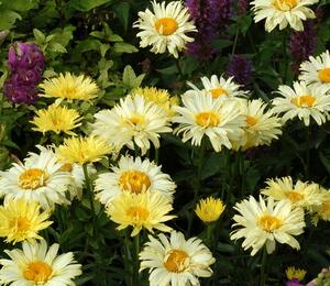 Kopretina největší 'Goldfinch' - Leucanthemum maximum 'Goldfinch'