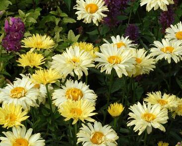 Kopretina největší 'Goldfinch'