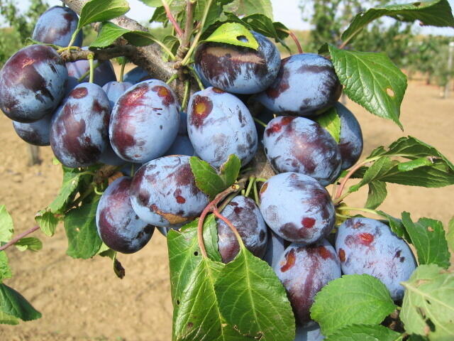 Švestka velmi pozdní 'Presenta' - Prunus domestica 'Presenta'