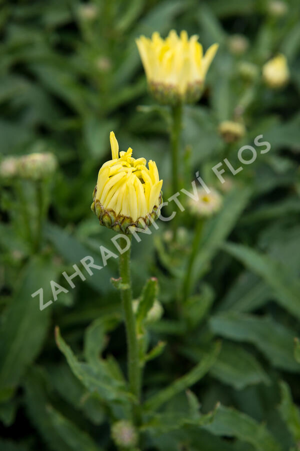 Kopretina největší 'Broadway Lights' - Leucanthemum maximum 'Broadway Lights'