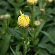 Kopretina největší 'Broadway Lights' - Leucanthemum maximum 'Broadway Lights'