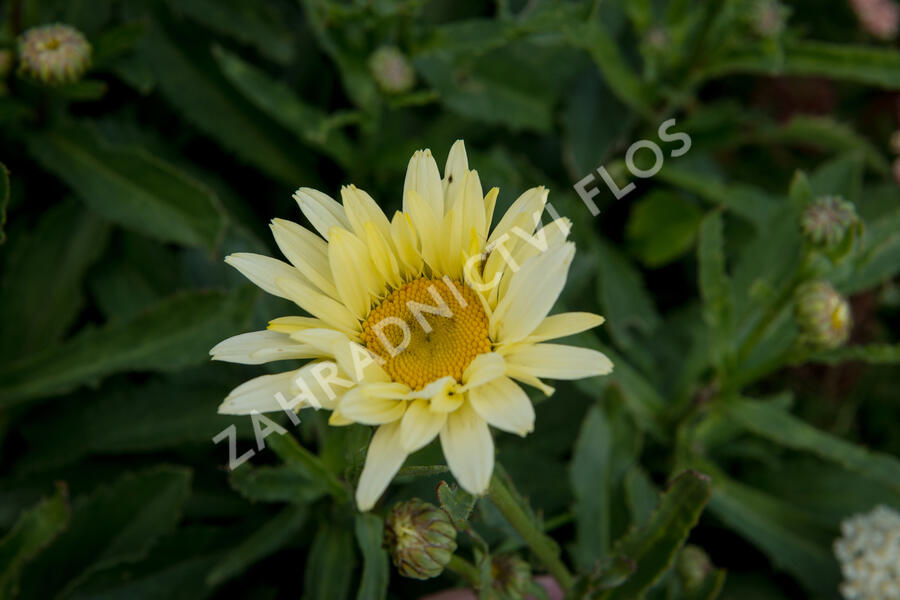 Kopretina největší 'Broadway Lights' - Leucanthemum maximum 'Broadway Lights'