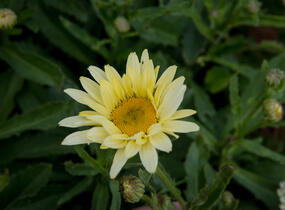 Kopretina největší 'Broadway Lights' - Leucanthemum maximum 'Broadway Lights'