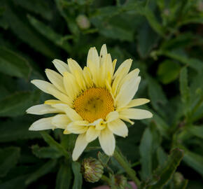 Kopretina největší 'Broadway Lights' - Leucanthemum maximum 'Broadway Lights'