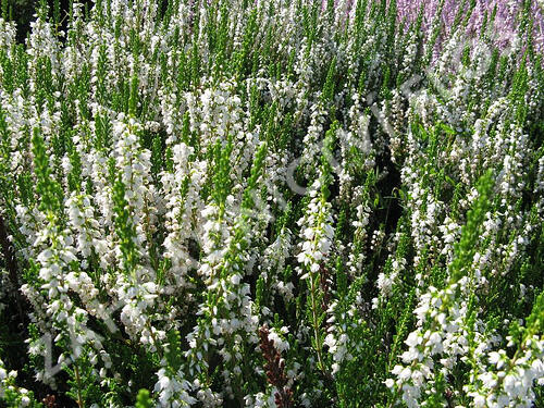 Vřes obecný 'Long White' - Calluna vulgaris 'Long White'