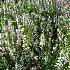 Vřes obecný 'Long White' - Calluna vulgaris 'Long White'