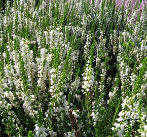 Vřes obecný 'Long White' - Calluna vulgaris 'Long White'