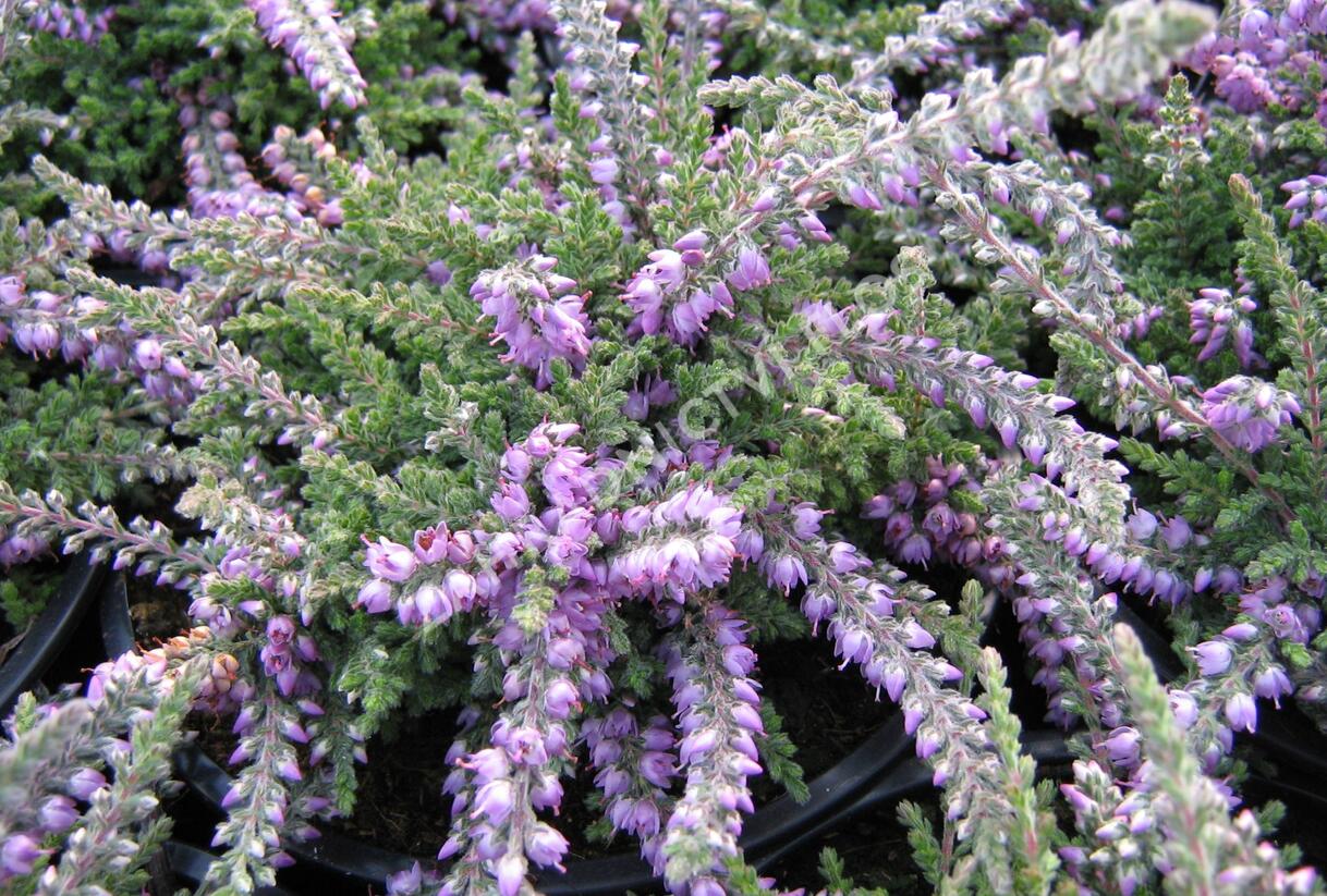Vřes obecný 'Jan Decker' - Calluna vulgaris 'Jan Decker'