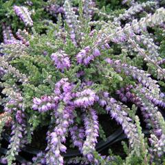 Vřes obecný 'Jan Decker' - Calluna vulgaris 'Jan Decker'