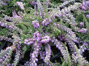 Vřes obecný 'Jan Decker' - Calluna vulgaris 'Jan Decker'