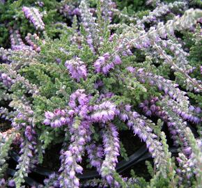 Vřes obecný 'Jan Decker' - Calluna vulgaris 'Jan Decker'