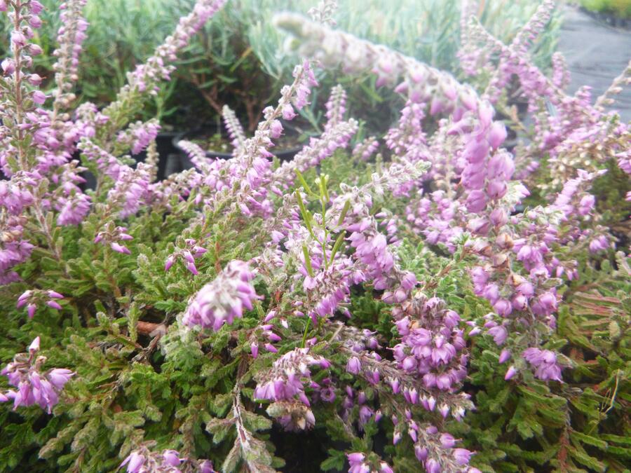 Vřes obecný 'Jan Decker' - Calluna vulgaris 'Jan Decker'