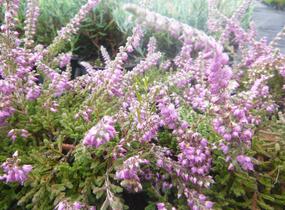 Vřes obecný 'Jan Decker' - Calluna vulgaris 'Jan Decker'