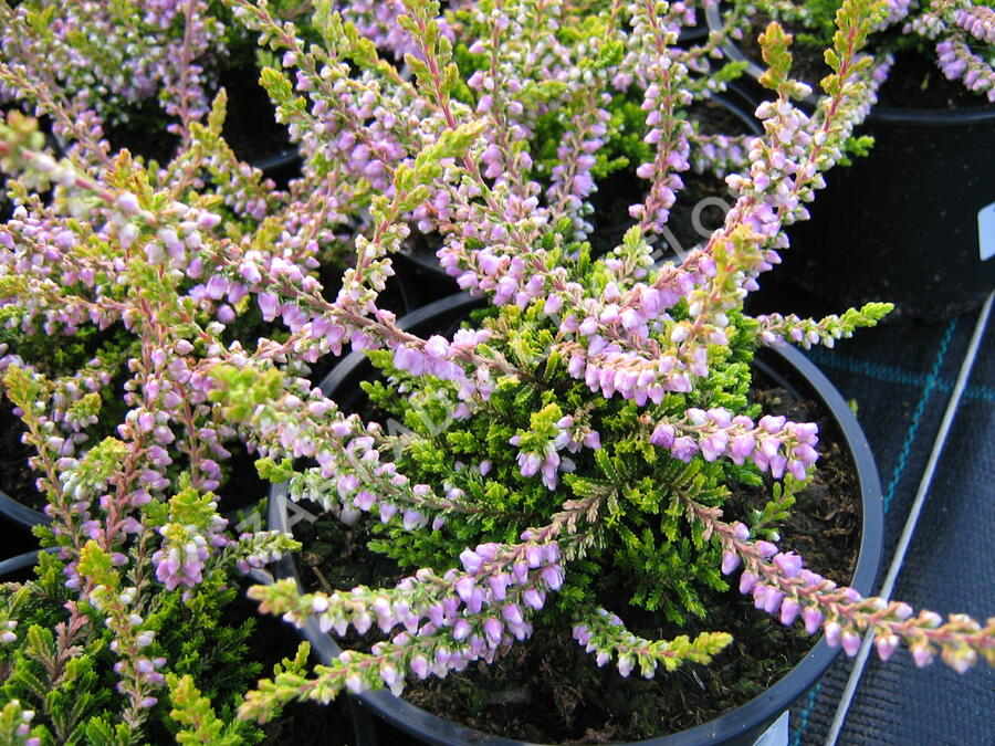 Vřes obecný 'Golden Wonder' - Calluna vulgaris 'Golden Wonder'