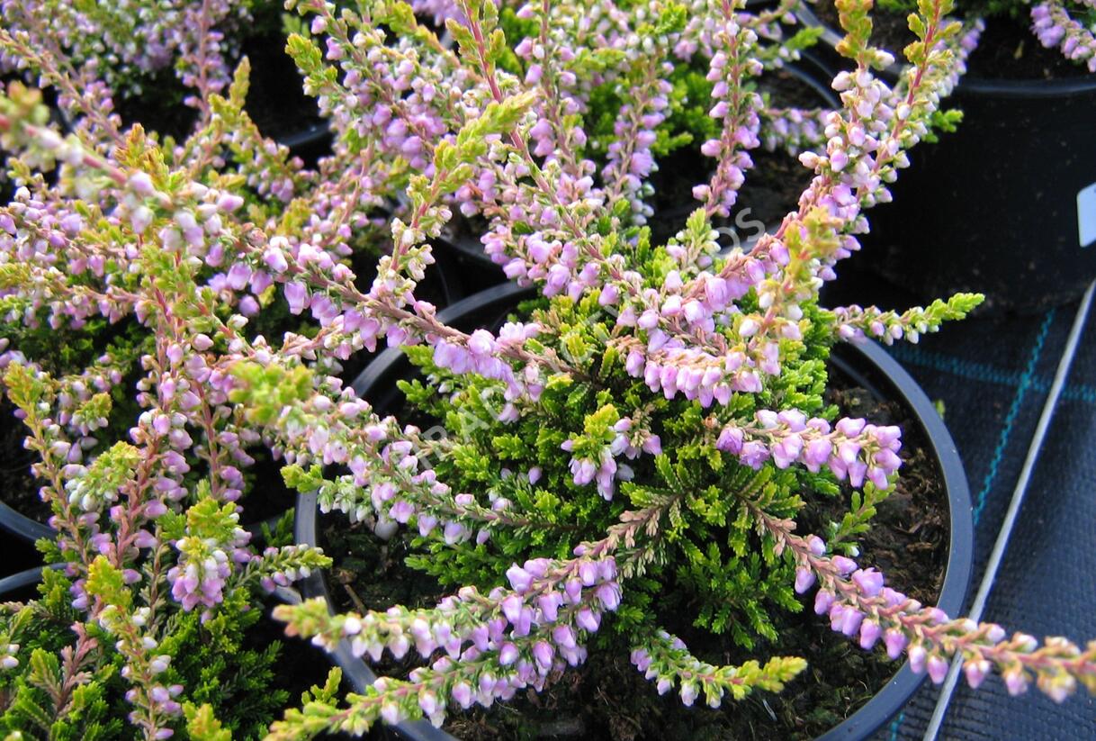 Vřes obecný 'Golden Wonder' - Calluna vulgaris 'Golden Wonder'