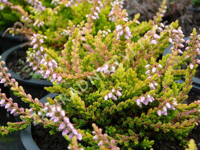 Vřes obecný 'Golden Wonder' - Calluna vulgaris 'Golden Wonder'